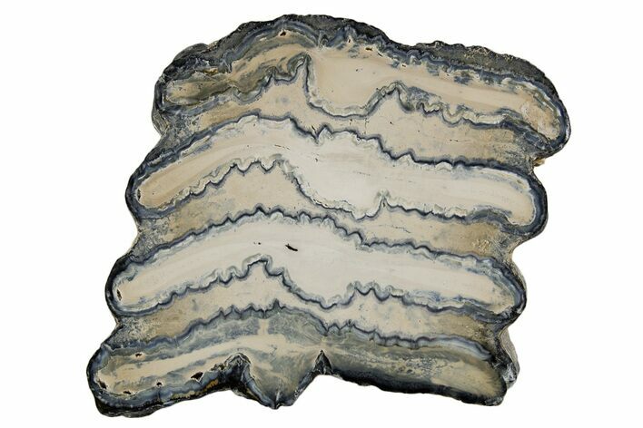 Polished Mammoth Molar Slice - South Carolina #335399
